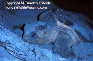 Nesting Loggerhead Turtle  © M. Timothy O'Keefe www.FloridaWildlifeViewing.com