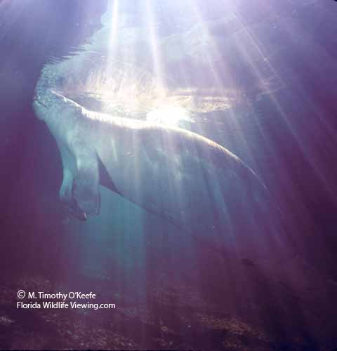 Manatee Surfacing in Sun Rays  ©M. Timothy O'Keefe  www.FloridaWildlifeViewing.com