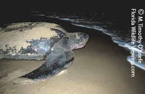 Leatherback Sea Turtle  ©M. Timothy O'Keefe  www.FloridaWildlifeViewing.com