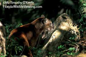 Florida Panther in Shade