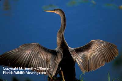 Florida Birds - Anhinga Drying Its Wings - copyright M. Timothy O'Keefe - Florida Wildlife Viewing.com 