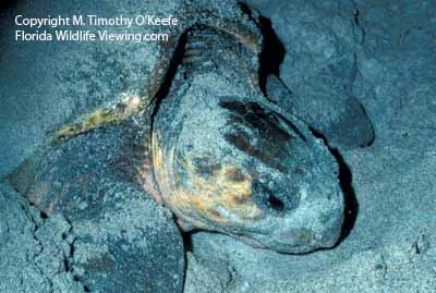 Nesting Loggerhead Sea Turtle copyright M. Timothy O'Keefe - www.FloridaWildlifeViewing.com