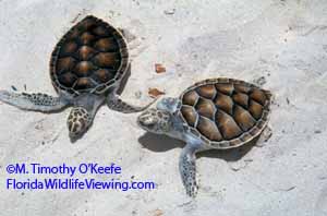 Green Turtle Hatchlings ©M. Timothy O'Keefe www.FloridaWildlifeViewing.com