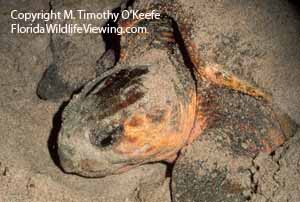 Loggerhead Turtle Nesting copyright M. Timothy O'Keefe www.FloridaWildlifeViewing.com
