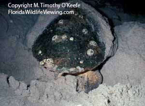 Loggerhead Turtle Nesting copyright M. Timothy O'Keefe www.FloridaWildlifeViewing.com