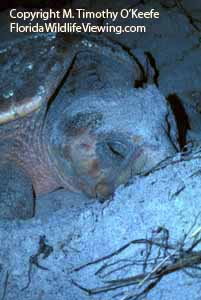 Nesting Loggerhead Turtle copyright M. Timothy O'Keefe www.FloridaWildlifeViewing.com