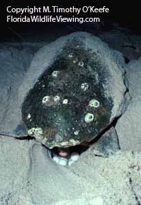 Loggerhead Sea Turtle Depositing Eggs copyright M. Timothy O'Keefe  www.FloridaWildlifeViewing.com 