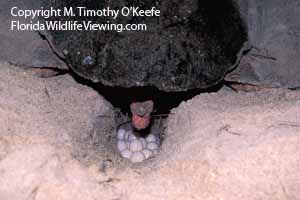 Loggerhead Turtle Depositing Eggs ©M. Timothy O'Keefe www.FloridaWildlifeViewing.com 