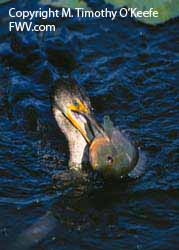 Florida Everglades Cormorant Swallowing Fish copyright M. Timothy O'Keefe - www.FloridaWildlifeViewing.com
