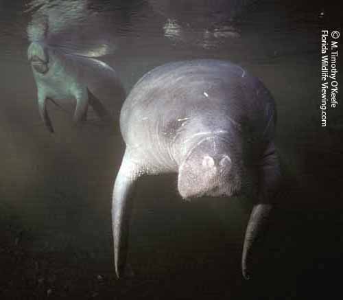 Manatees Wintering at Blue Spring SP ©M. Timothy O'Keefe  www.FloridaWildlifeViewing.com