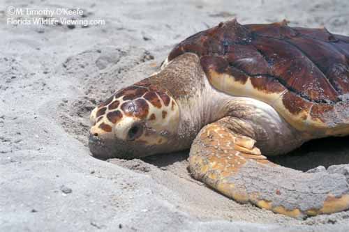 Loggerhead Turtle on Beach ©M. Timothy O'Keefe   www.FloridaWildlifeViewing.com