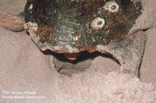 Loggerhead Turtle Nesting Hole ©M. Timothy O'Keefe   www.FloridaWildlifeViewing.com