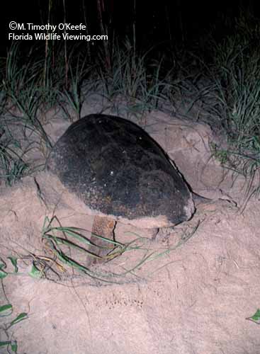Loggerhead Turtle Covering Nest ©M. Timothy O'Keefe   www.FloridaWildlifeViewing.com