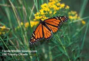 Monarch Butterfly Photo Picture © M. Timothy O'Keefe  www.FloridaWildllifeViewing.com