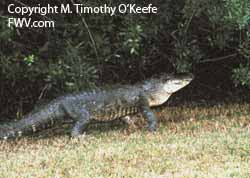 Florida Everglades Alligator Walking Beside Road copyright M. Timothy O'Keefe - www.FloridaWildlifeViewing.com