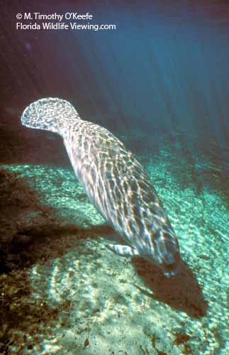 Florida manatee underwater resting an angle.