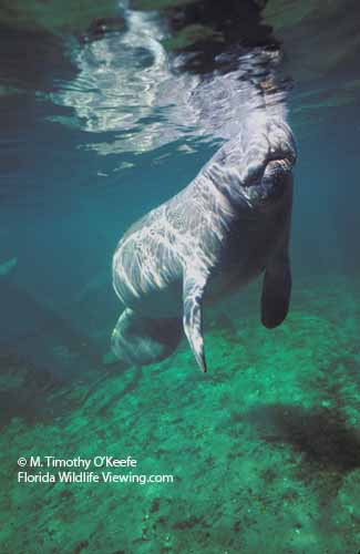 Manatee Surfacing for Air ©M. Timothy O'Keefe  wwwFloridaWildlifeViewing.com