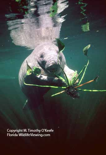 Manatee Floating with Water Hyacinth  ©M. Timothy O'Keefe  www.FloridaWildlifeViewing.com