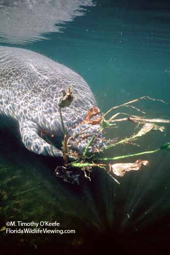 Florida manatee holds hyacinth with front flippers