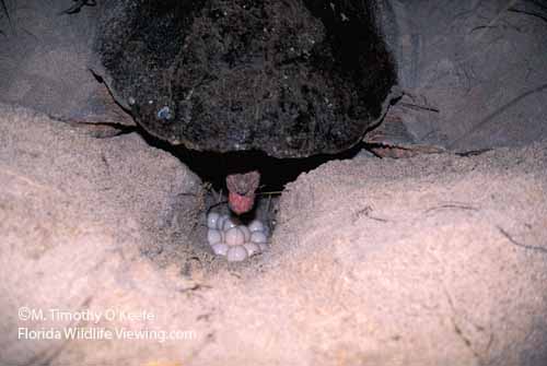 Nesting Loggerhead Turtle Depositing Eggs ©M. Timothy O'Keefe   www.FloridaWildlifeViewing.com
