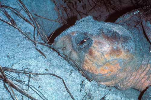 Nesting Loggerhead Turtle Eye Tears ©M. Timothy O'Keefe   www.FloridaWildlifeViewing.com