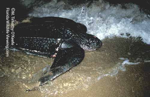 Leatherback Turtle Entering Sea ©M. Timothy O'Keefe   www.FloridaWildlifeViewing.com