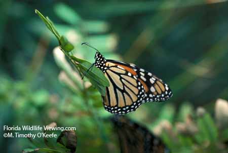 Monarch Butterfly 1