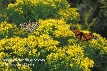 Monarchs on Goldenrod Butterfly Photo Picture  ©M. Timothy O'Keefe  www.FloridaWildlifeViewing.com