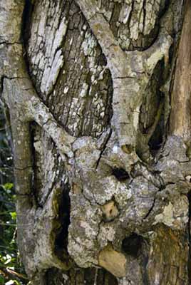 strangler fig photo