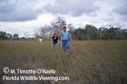 Everglades National Park Swamp Tour  ©M Timothy O'Keefe   www.FloridaWildlifeViewing.com 